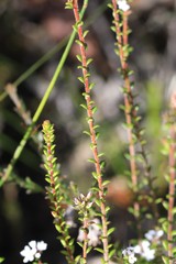 Leucopogon microphyllus