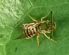 Agapostemon nasutus