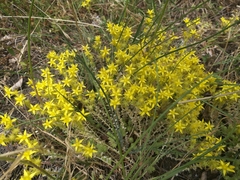 Sedum