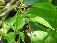 Rhamphomyia longicauda