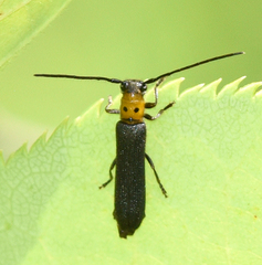 Oberea perspicillata