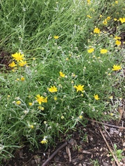 Eriophyllum lanatum integrifolium