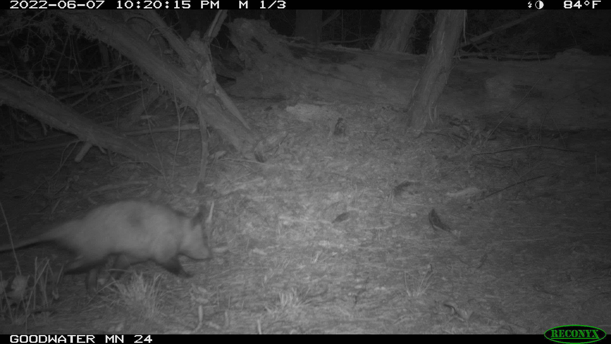 Didelphis virginiana<br>07 June, 2022