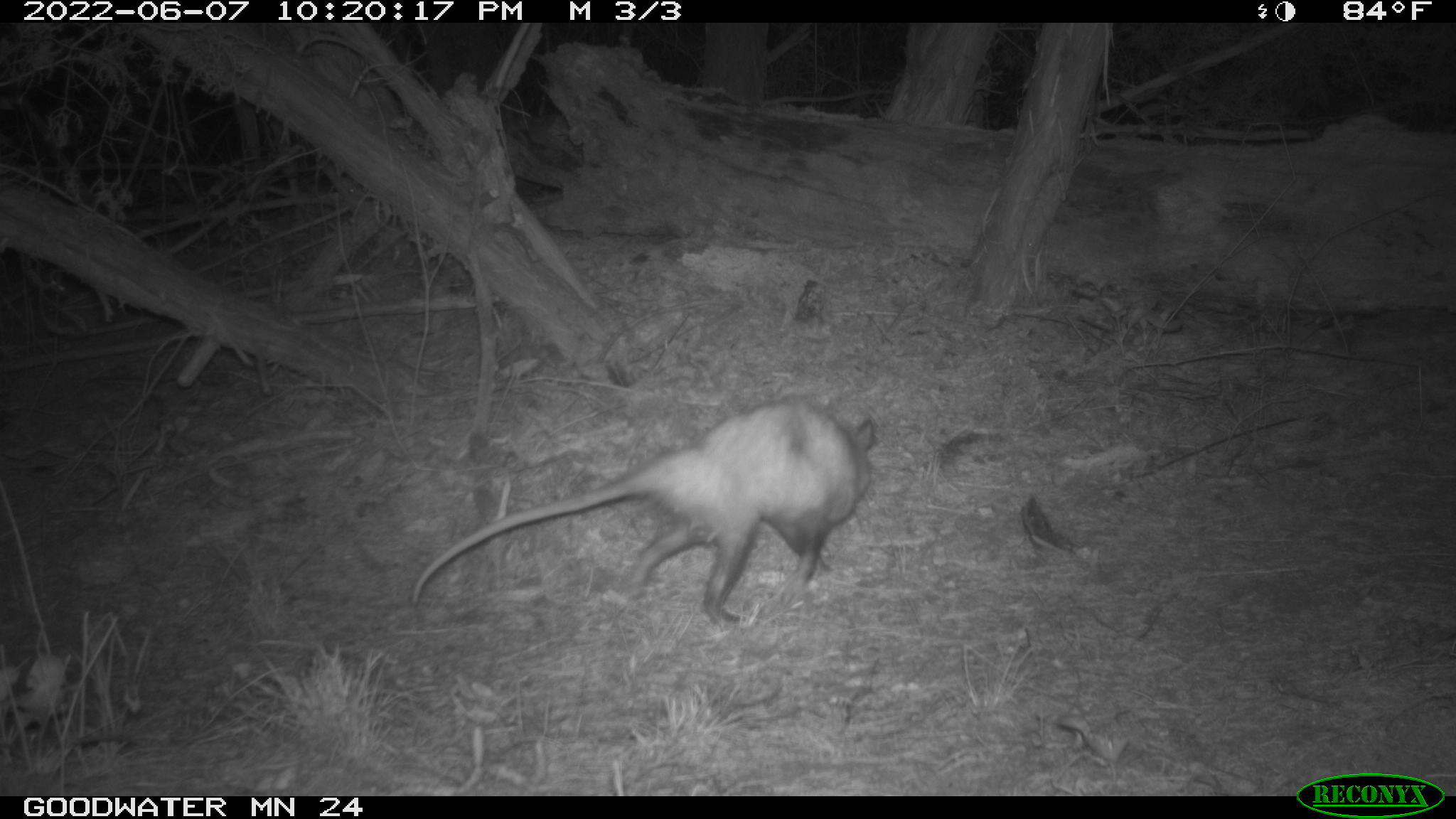 Didelphis virginiana<br>07 June, 2022