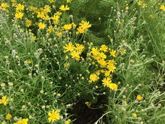 Eriophyllum lanatum integrifolium