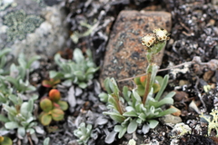 Antennaria friesiana