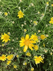Eriophyllum lanatum integrifolium