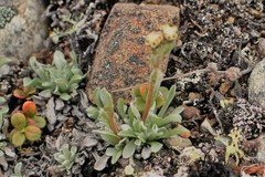 Antennaria friesiana