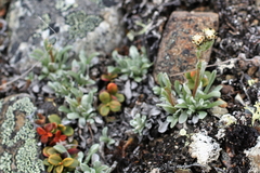 Antennaria friesiana
