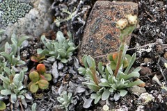 Antennaria friesiana