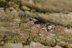 Melanoliarus placitus