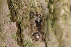 Melanoliarus placitus