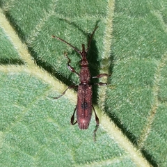 Stereobates pedator