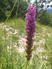 Gymnadenia densiflora