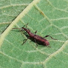 Stereobates pedator