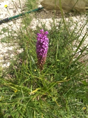 Gymnadenia densiflora