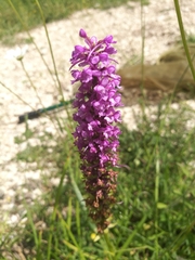 Gymnadenia densiflora