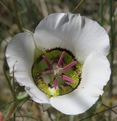 Calochortus gunnisonii