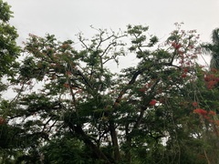 Delonix regia