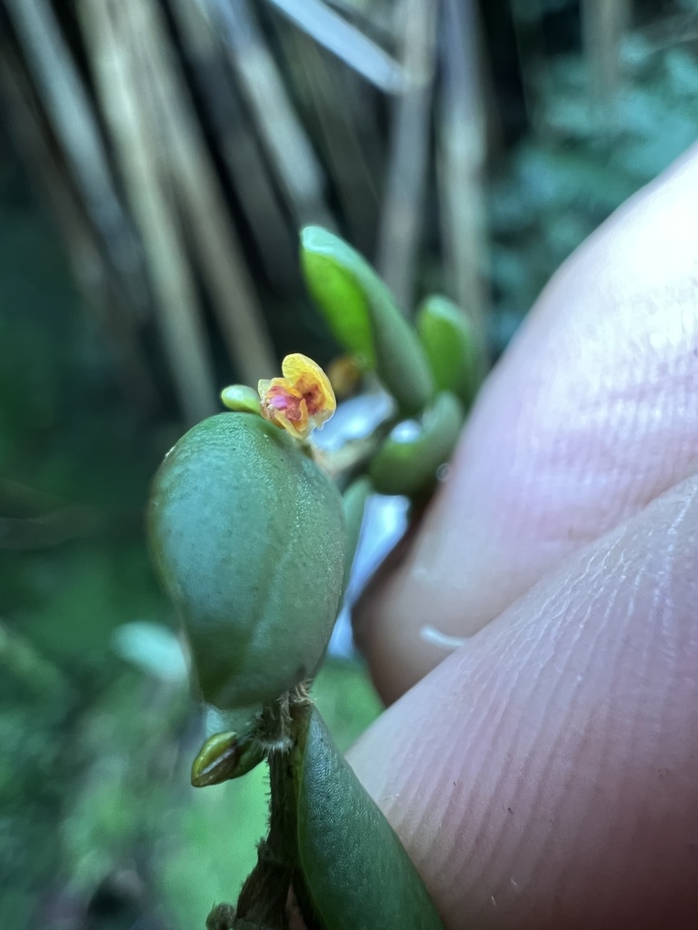 Andinia nummularia