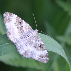 Epirrhoe alternata