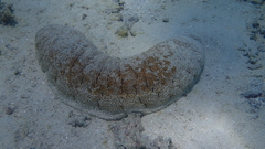 Holothuria fuscopunctata