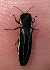Agrilus bilineatus