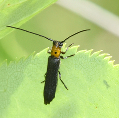 Oberea perspicillata