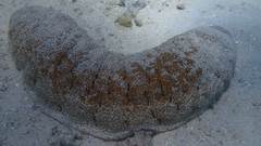 Holothuria fuscopunctata