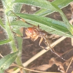 Latrodectus geometricus