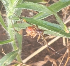 Latrodectus geometricus