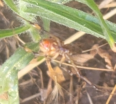 Latrodectus geometricus