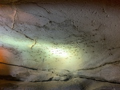 Hadenoecus subterraneus