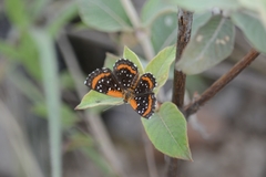 Lemonias stalachtioides