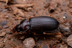 Anisodactylus verticalis