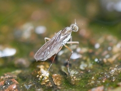 Clinocera