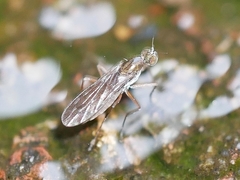 Clinocera