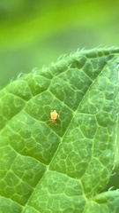 Deuterosminthurus pallipes