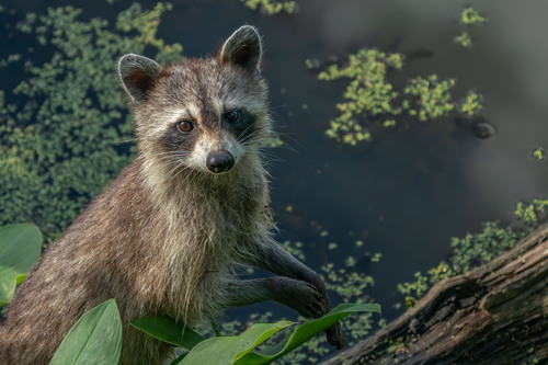 Common Raccoon photographed in Virginia