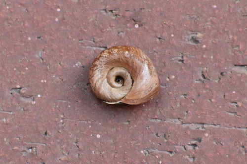 Marsh Ramshorn, St. George's Parish, Bermuda, photo 10 of 10