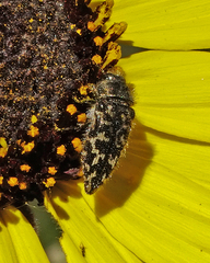 Acmaeodera acuta