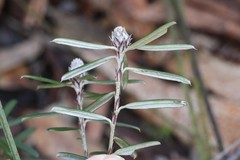 Pultenaea rosmarinifolia