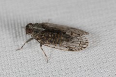 Melanoliarus placitus