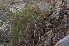 Dudleya cymosa crebrifolia