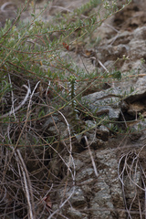 Dudleya cymosa crebrifolia