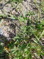 Potentilla argentea