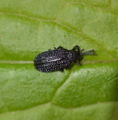 Microrhopala excavata