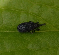 Microrhopala excavata