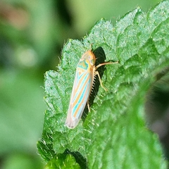 Ferrariana trivittata