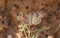 Chiomara basigutta